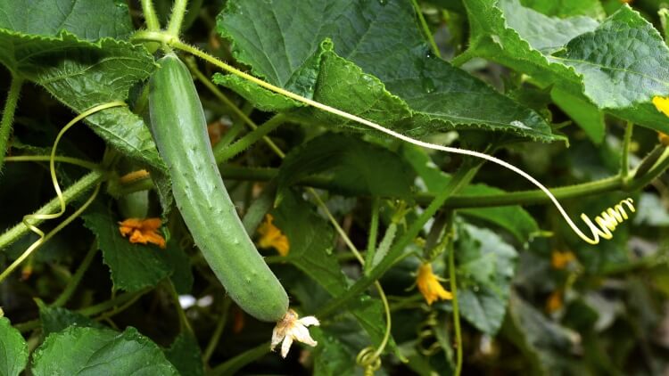 culture du concombre ingrédient rafraîchissant désaltérant salades