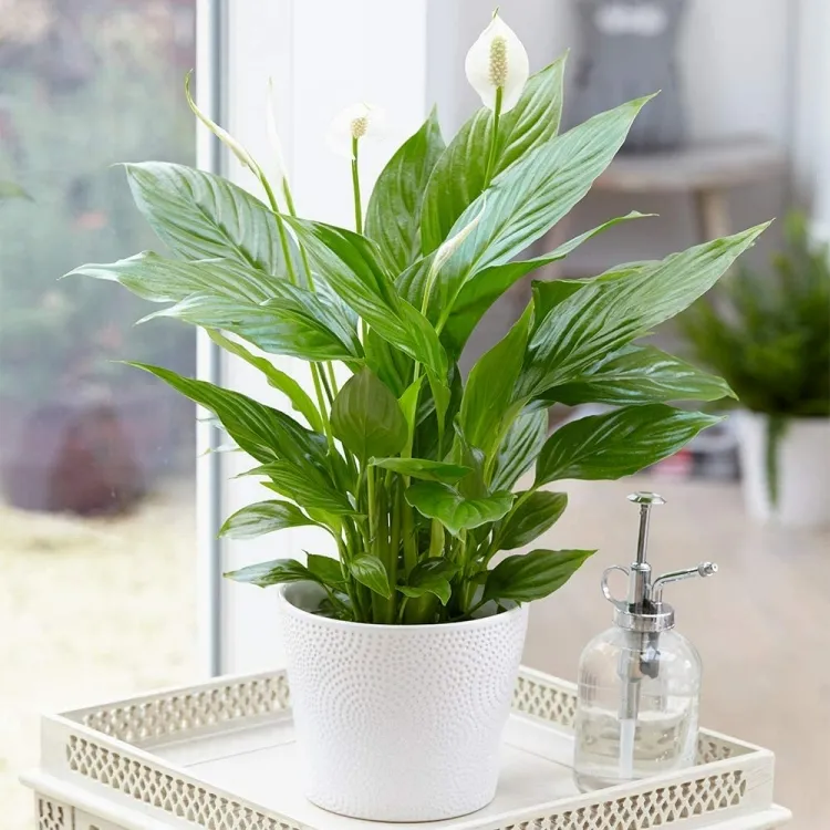 déco plantes d’intérieur pas chères propriété dépolluer air éliminer mauvaises odeurs