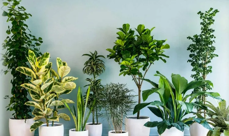 décoration plantes intérieur faciles d’entretien ajouter intrigue touche couleur