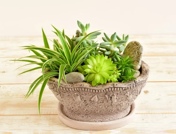 décoration plantes intérieur faciles d’entretien succulentes jouir popularité croissante