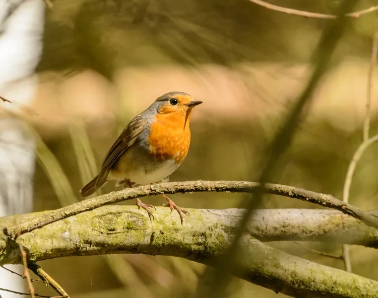 discover the best garden bird identification apps