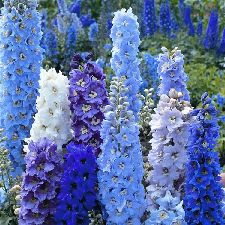 dephinium pacifi fleur bleue en 2022