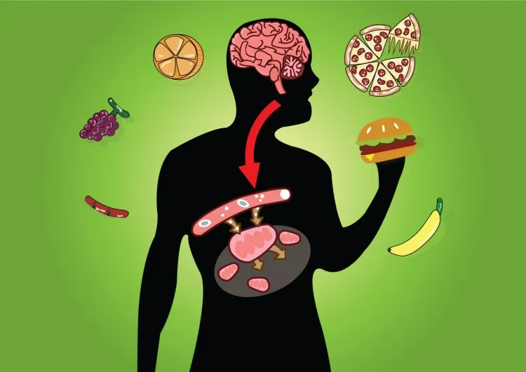 digestion rapide métabolisme lent aliments gonfler ventre