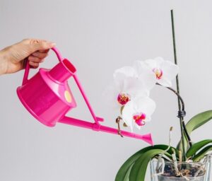 eau pour orchidée comment neutraliser le calcaire dans l'eau du robinet arrosage des orchidées