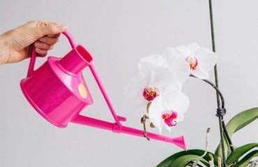 eau pour orchidée comment neutraliser le calcaire dans l'eau du robinet arrosage des orchidées