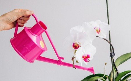 eau pour orchidée comment neutraliser le calcaire dans l'eau du robinet arrosage des orchidées