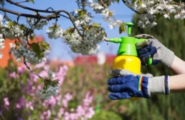 éliminer les pucerons du jardin avec du savon noir 2022