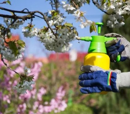 éliminer les pucerons du jardin avec du savon noir 2022