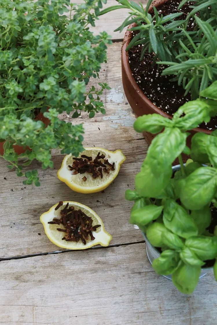 éloigner les moustiques avec du vinaigre