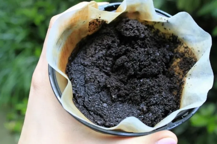 engrais marc de café fertilisant naturel maison comment utiliser