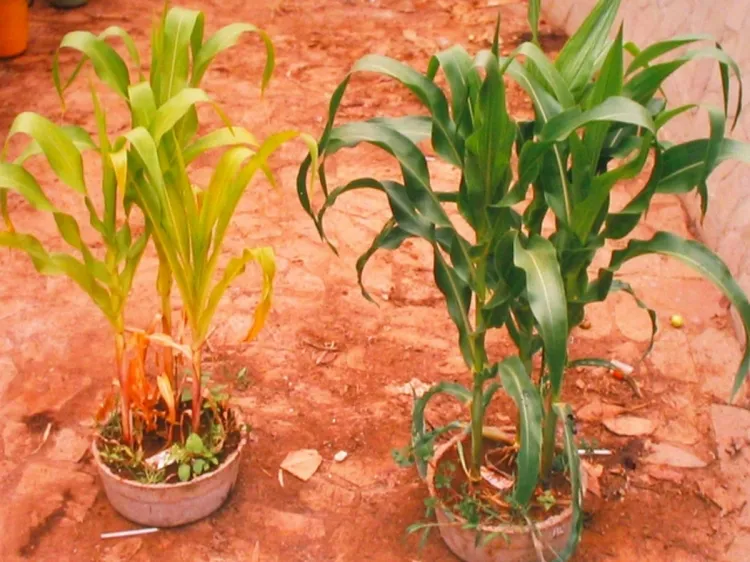 engrais naturels pour faire pousser les plantes refleurir raviver végétaux améliorer sol