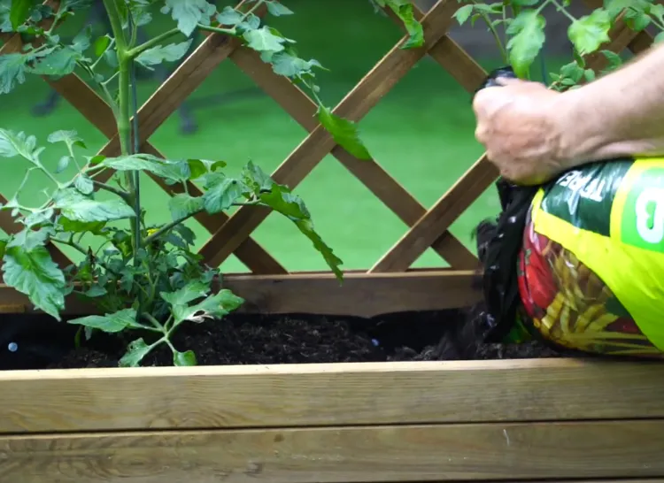 engrais pour cultiver des tomates sur un balcon