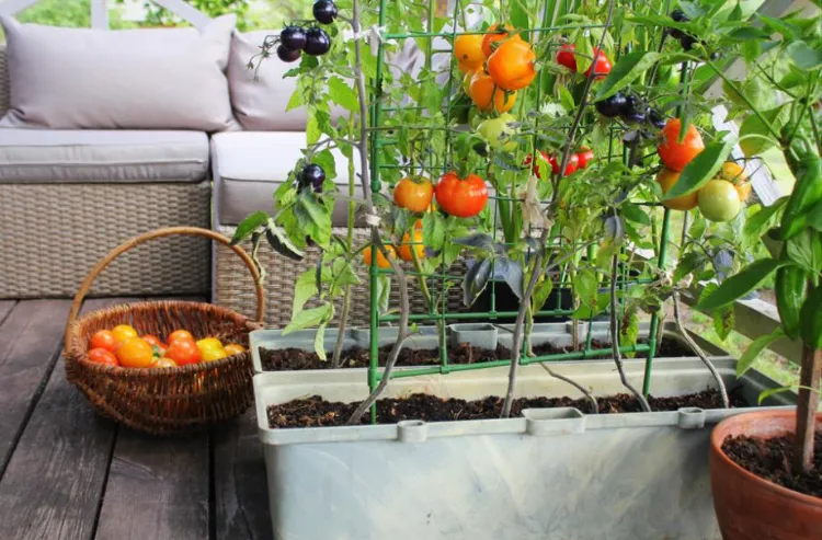 entretien des tomates sur un balcon 2022