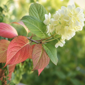 entretien hortensia pourquoi les feuilles hydrangea rougissent tombent
