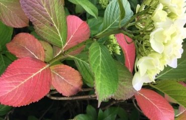 entretien hortensia pourquoi les feuilles hydrangea rougissent tombent