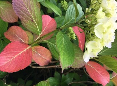 entretien hortensia pourquoi les feuilles hydrangea rougissent tombent