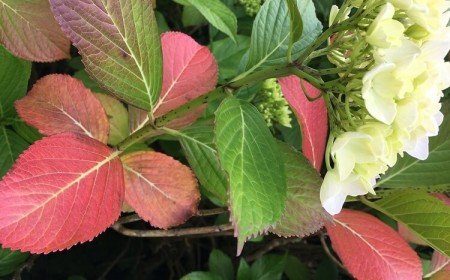 entretien hortensia pourquoi les feuilles hydrangea rougissent tombent