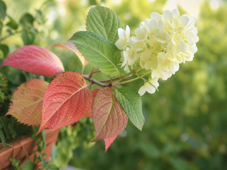 entretien hortensia pourquoi les feuilles hydrangea rougissent tombent