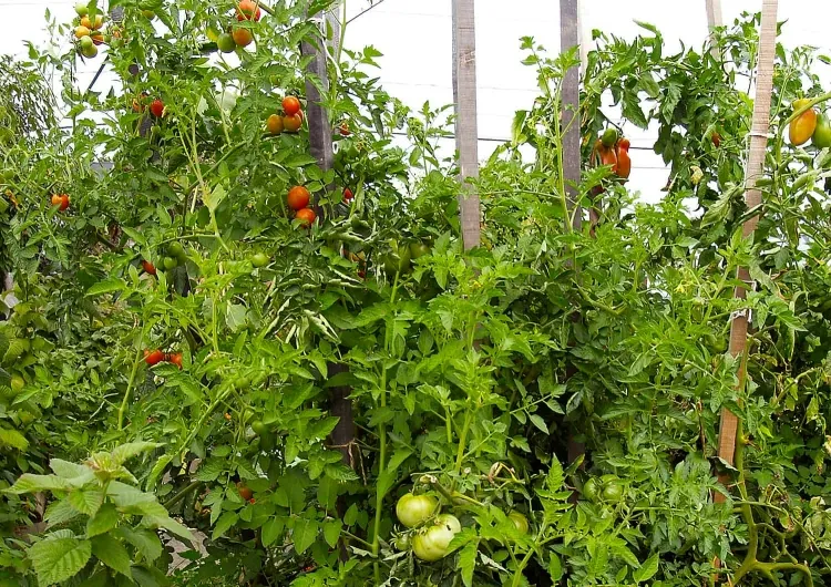 faire pousser les plantes tripler récolte tomates concombres radis