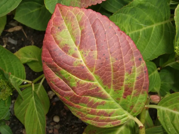 fautes entretien hortensia pourquoi feuilles hydrangea rougissent tombent