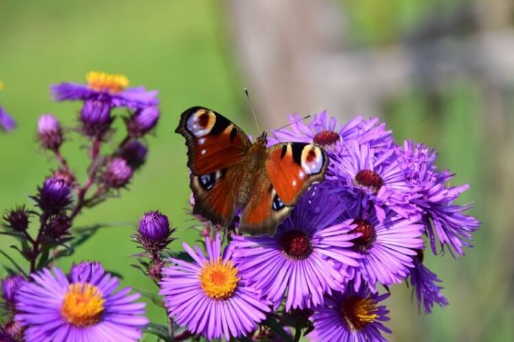 fleurs au potager attirer insectes pollinisateurs