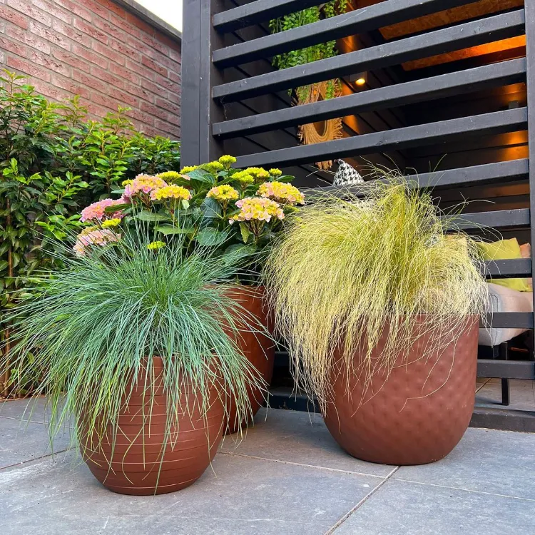 gazon ray grass plante vivace jardinière extérieur jardin moderne