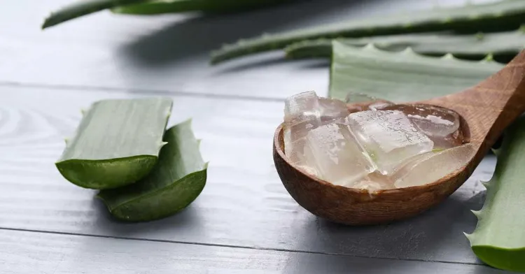 Comment conserver le gel d'aloe vera