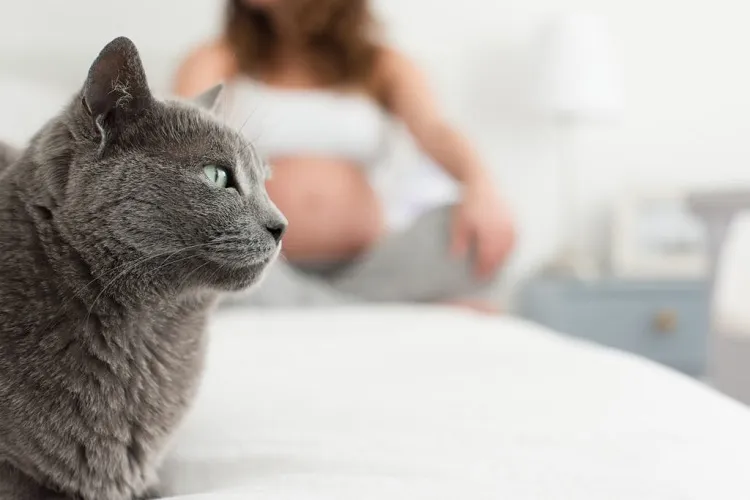 grossesse aliments interdits toxoplasmose animaux chat