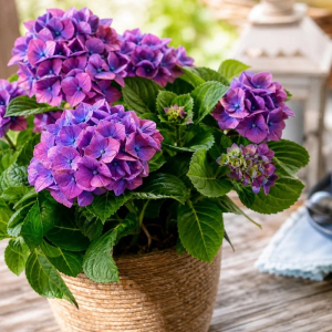 hortensia à l'ombre