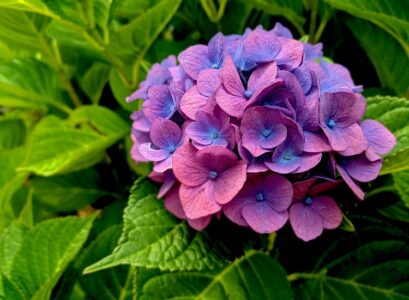 hortensia à l'ombre