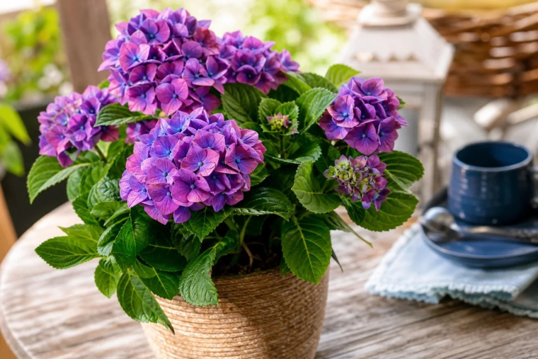 hortensia à l'ombre