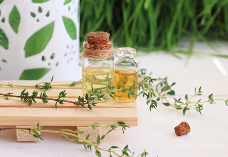 mosquito thyme essential oil