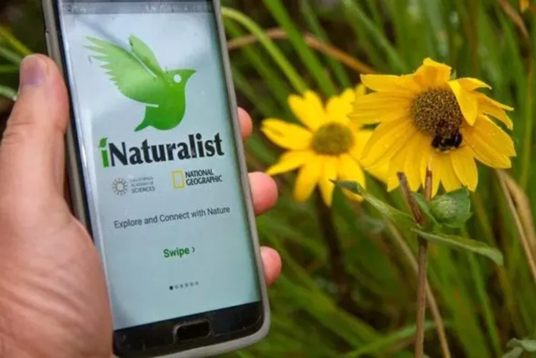iNaturalist beneficial insects in the garden