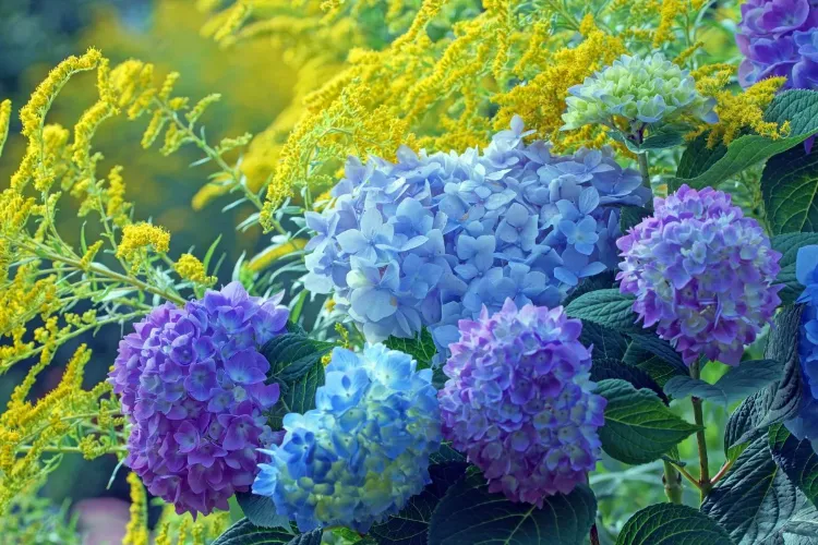 jardin en bleu quelle fleur choisir 2022 