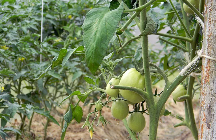 jardinier débutant maladies tomates courantes comment prévenir reconnaitre