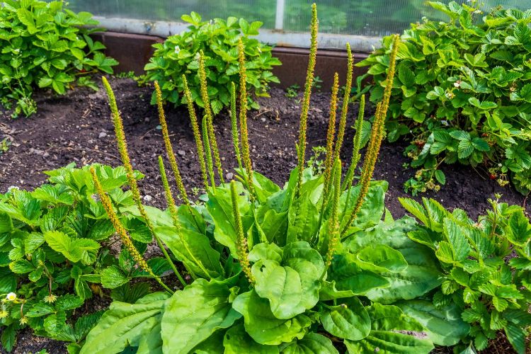 le plantain pour la santé tendance 2022