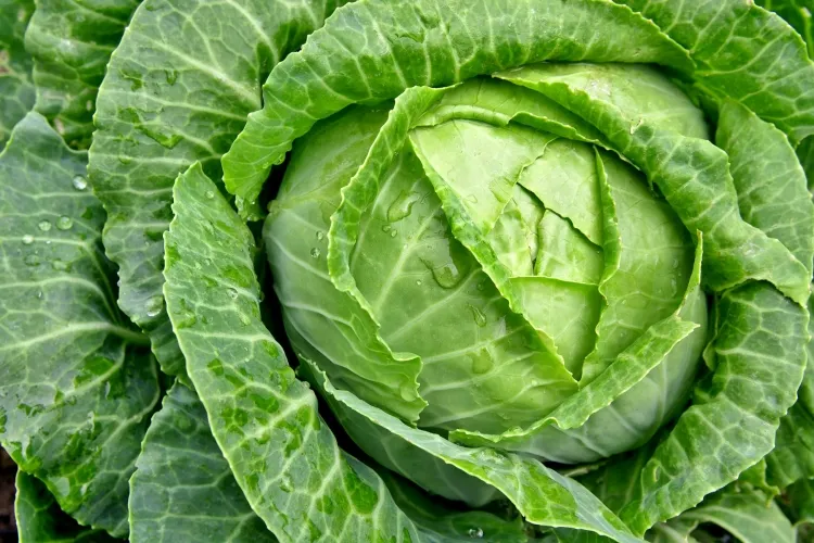 vegetables to be harvested in May cut cabbage a few outer leaves let grow more