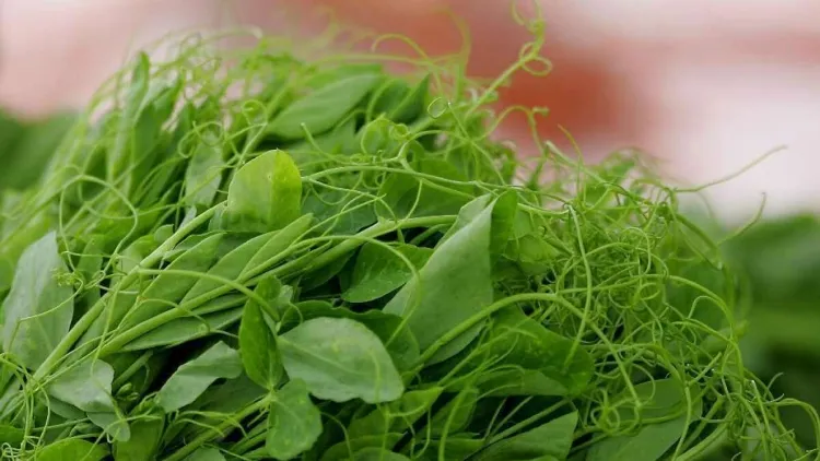 légumes à récolter en mai pousses pois laisser grimper régal gastronomique