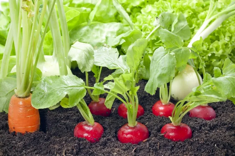 vegetables to be harvested in May reveal that well-grown seedlings dry out before harvest