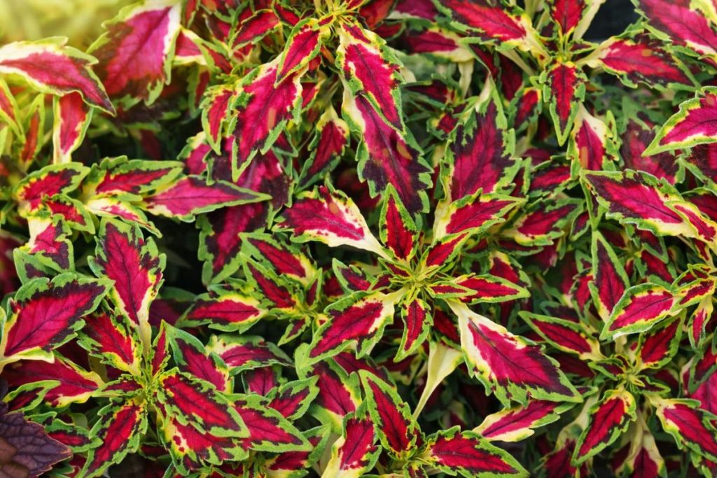 les plus belles plantes retombantes persistantes