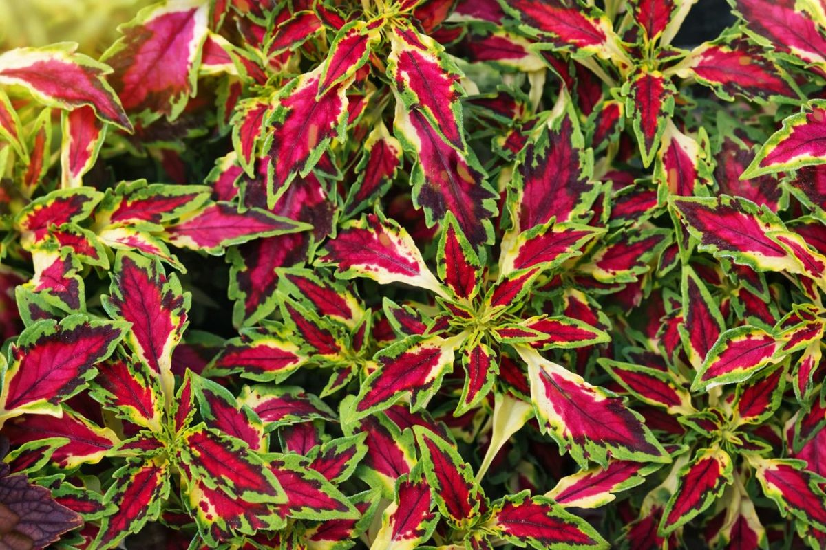 les plus belles plantes retombantes persistantes