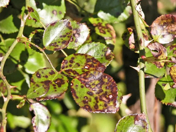 maladie rosiers taches noires faces supérieures inférieures feuilles rosier couvertes