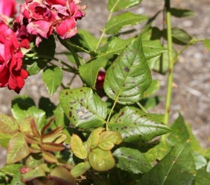 maladies des rosiers roses préfèrent emplacement ensoleillé sol drainé arrosage hebdomadaire régulier