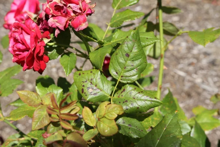 maladies des rosiers roses préfèrent emplacement ensoleillé sol drainé arrosage hebdomadaire régulier