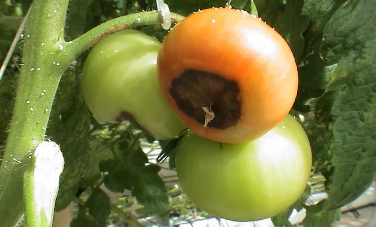 maladies des tomates courantes comment prévenir reconnaitre soigner nécrose apicale