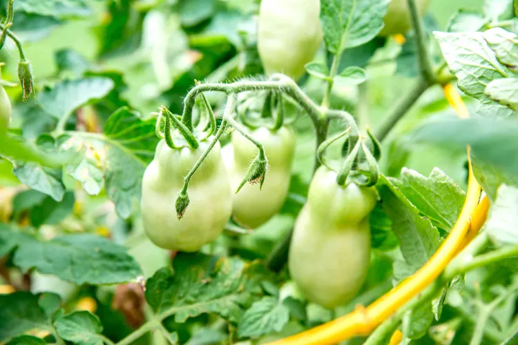 maladies des tomates courantes prévenir reconnaitre soigner perte des fleurs