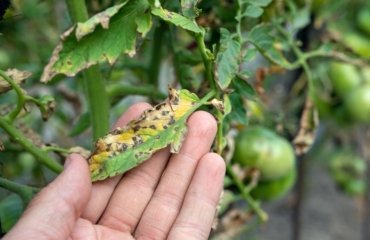 maladies des tomates courantes prévenir reconnaitre soigner tache septorienne