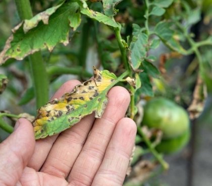 maladies des tomates courantes prévenir reconnaitre soigner tache septorienne