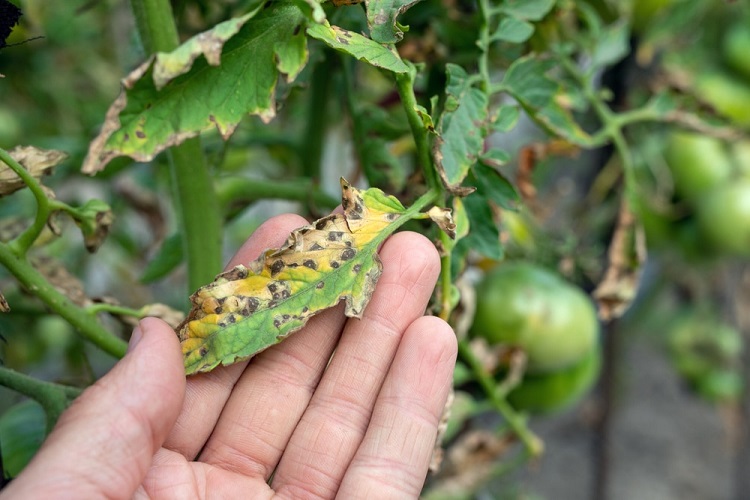 maladies des tomates courantes prévenir reconnaitre soigner tache septorienne