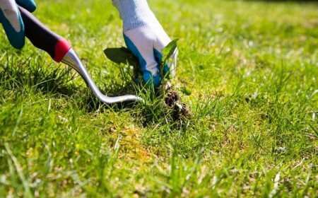 mauvaises herbes jardin à ne pas enlever